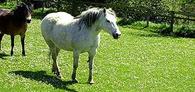 The Ponies at Ford House - Crews Morchard - Tiverton - Devon